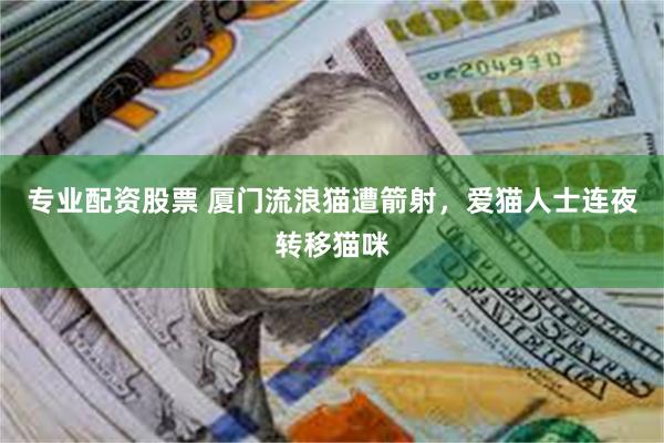 专业配资股票 厦门流浪猫遭箭射，爱猫人士连夜转移猫咪
